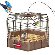 Squirrel Proof Bird Feeders, Nuthatches, Grey Squirrel, Bluebird House, Feeding Station, How To Attract Birds, Outdoor Decor Backyard, Backyard Birds, Open Design