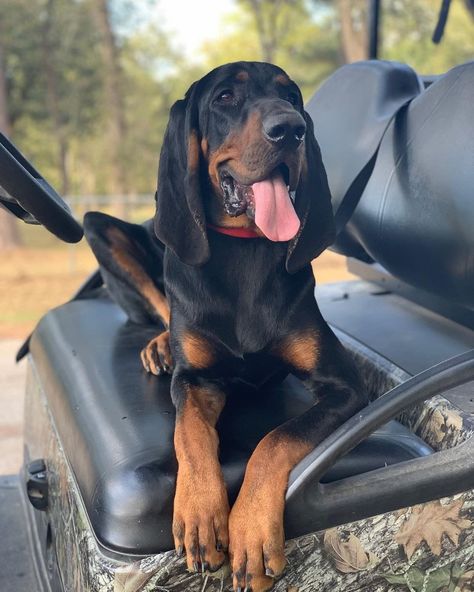 14 Wonderful Reasons to Adore Black and Tan Coonhounds Coonhound Puppy, Hunter Dog, Redbone Coonhound, Bluetick Coonhound, Basset Hound Puppy, Active Family, Biker Love, Pretty Dogs, Big News