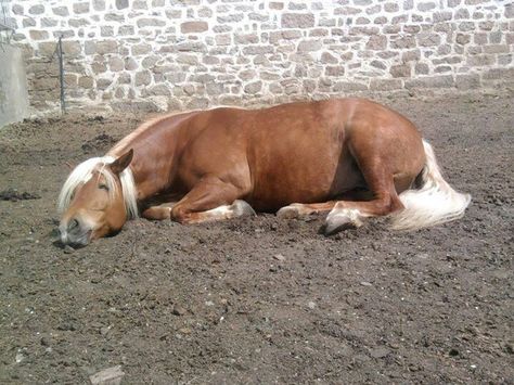 Horse Lying Down, Centaur Anatomy, Horses Reference, Sleeping Pose, Horse Anatomy, Horse Illustration, Cowboy Horse, Horse Aesthetic, Interesting Animals