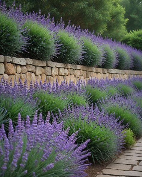 12 Best Shrubs For Retaining Wall Planting In Front Of Retaining Wall, Retaining Wall With Flower Bed, Retainer Wall Garden, Best Plants For Retaining Wall, Retaining Wall Shrubs, Creeping Phlox Retaining Wall, Lavender Rows Front Yard, Retaining Wall Plants Landscaping, Plants For Retaining Wall Landscaping