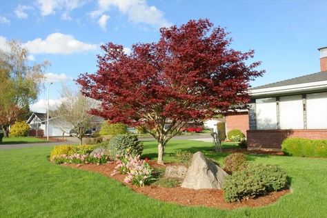 Bloodgood Japanese Maple | Trees | Nolt’s Garden Center Pnw Landscaping, Flowering Shrubs For Shade, Pnw Plants, Maple Tree Landscape, Evergreens For Shade, Bloodgood Japanese Maple, Mums In Pumpkins, Yard Plants, Shade Shrubs