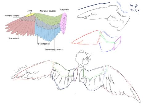 Link 🏳️‍🌈 on Twitter: "finally put together my thoughts and notes on how I draw wings! https://t.co/NMrc0diLFG" / Twitter Fantasy Anatomy, Wing Anatomy, Draw Wings, Winged People, Wings Drawing, Art Anatomy, Wings Art, Sketches Tutorial, Creature Drawings