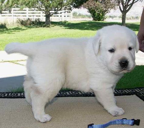 white labrador puppy White Labrador Puppy, White Lab Puppies, Family Friendly Dogs, White Labrador, Labrador Mom, Labrador Puppies, Black Puppy, Golden Puppy, Black Lab Puppies