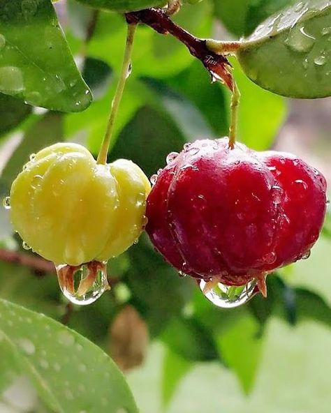 BRAZILIAN CHERRY A rare fruit that we have available for sale at our garden center - These delicious, tart fruits are native to South America and are packed with nutrients and antioxidants. They have a bright red skin and a juicy, citrus-like flavor that is perfect for making jams, jellies, and pies. Plus, they're super easy to grow from seedlings, so why not give them a try in your own backyard? We have a limited supply of Brazilian cherry seedlings available, so come by our garden center an... Social Media Specialist, Flower Girl Petals, Fruit Love, Brazilian Cherry, Unique Vegetables, Digital Marketing Seo, Fruits Images, Fruit Gifts, Fruit Wallpaper