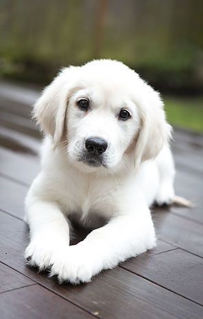 Golden Retriever puppy- could not be cuter! English Golden Retriever Puppy, Tiny Puppies, Puppy Photos, White Dog, Golden Retriever Puppy, Puppies Funny, Retriever Puppy, Golden Retrievers, Funny Cartoon