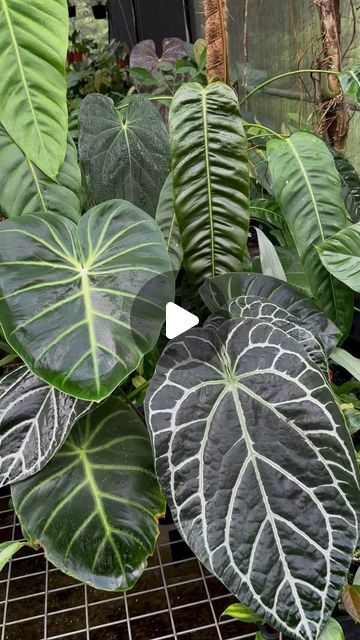 1.8K views · 1K likes | Foliage Freak on Instagram: "Land of the giants.   Which giant gets your heart?  Anthurium crystallinum  Philodendron luxurians  Philodendron esmeraldense  Anthurium papillilaminum x dressleri  Philodendron patriciae  Philodendron melanochrysum   #anthuriumcrystallinum #philodendronluxurians #philodendronesmeraldense #anthuriumpapillilaminumxdressleri #philodendronpatriciae #philodendronmelanochrysum #anthurium #philodendron #anthuriumlovers #philodendronlover #aroidclub #aroidaddicts #araceae #foliagefreak #tropicalplants #tropicalgarden #bigleaf #tropicalleaves #flauntyourleaves #plantsmakepeoplehappy #plantgang #plantaddict" Philodendron Luxurians, Philodendron Esmeraldense, Anthurium Papillilaminum, Anthurium Crystallinum, Land Of The Giants, Philodendron Melanochrysum, The Giants, Big Leaves, Tropical Garden