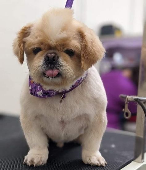 Shih Tzu With Mohawk, Dog Mohawk Haircut, Dog Mohawk, Shitzu Haircuts, Mohawk Cut, Shih Tzu Haircuts, Mohawk Haircut, Really Cute Puppies, Dog Haircuts