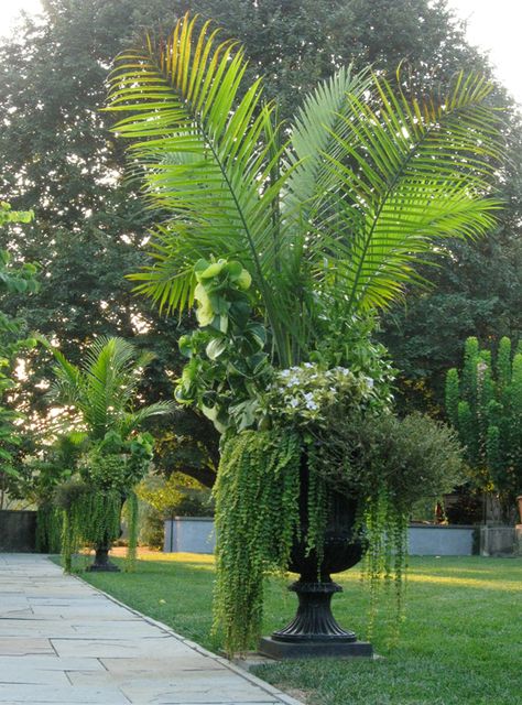 Chanticleer, Ravenea rivularis, also called Majesty Palm. WOW !! Photo: Laurel Voran Server Design, Gemüseanbau In Kübeln, Majesty Palm, Diy Container, Tropical Patio, Garden Urns, Plant Ideas, Container Gardening Vegetables, Garden Containers