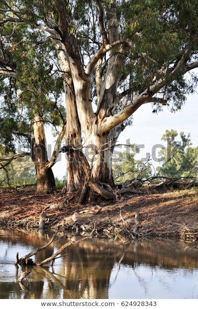 River Red Gum, Australian Environment, Forest Paintings, Australia Landscape, Gum Trees, Australian Trees, Choppy Water, Farm Scenes, Eucalyptus Trees