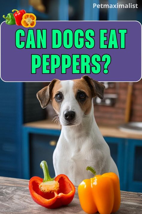 Can Dogs Eat Peppers? Types Of Peppers, Can Dogs Eat, Chili Peppers, Dog Leads, Dog Eating, Nutrition Advice, Bell Peppers, Dog Care, Dog Owners