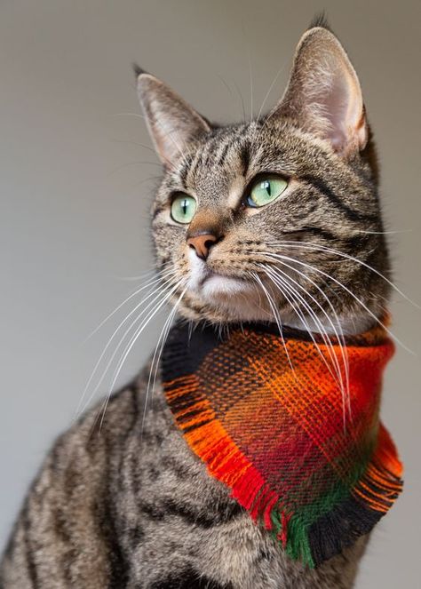 Any color will do, and you can wear it any way you like. Your cat can even join in with their own bandanna, just like the kitties below! Here are ten cats sporting bandannas to help raise awareness. Cat With Bandana, Cat Allergies, Cat Dander, Cat Enclosure, Pet Scarf, Cat Bandana, Cat Fashion, Cat Merchandise, Cat Accessories