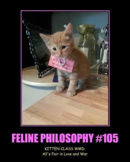 FELINE PHILOSOPHY #105 Ring Meme, Philosophy Memes Hilarious, Flustered Cat Meme, Cat Wedding, Cat Face Meme Hilarious, Funny Cat Memes, Cat Sick Meme, The Funny, Silly Cats