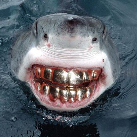 Shark with gold teeth smiling Megalodon Real, Scary Fish, Sharks Scary, Shark Stuff, Awesome Animals, Shark Week, White Sharks, Great White Shark, Animal Planet