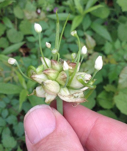 Oklahoma wild onion Full Sun Flowers, Onion Flower, Wild Foraging, Wild Onions, Rain Lily, Medicinal Herbs Garden, Planting Onions, Indoor Flowering Plants, Witch Herbs