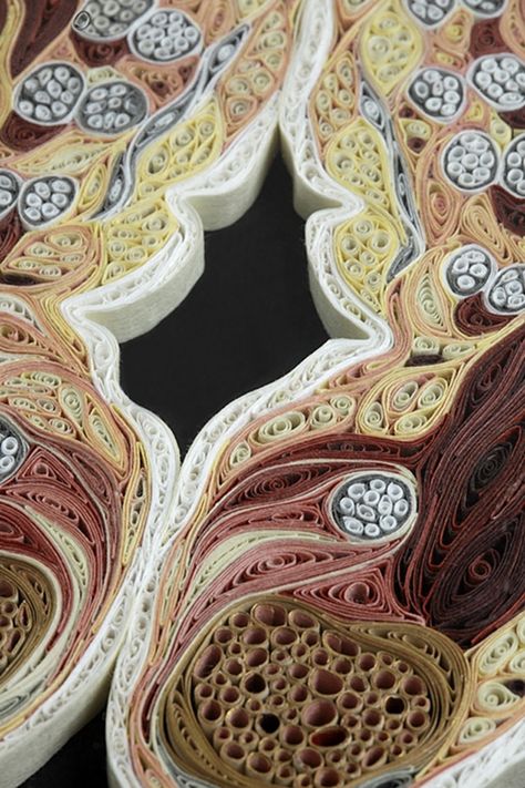 New Quilled Paper Anatomy by Lisa Nilsson | Colossal Lisa Nilsson, Book Carving, Microscopic Photography, Colossal Art, Medical Art, Cross Section, Quilling Designs, A Level Art, Medical Illustration