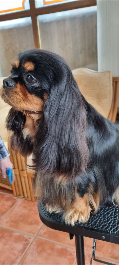 Cavalicious Black and Tan King Charles Cavalier Spaniel Black & Tan, Black Cavalier King Charles Spaniel, Black And Tan Cavalier King Charles, King Charles Spaniel Black, Happy Turtle, Cavalier King Charles Dog, Cavalier Puppy, King Charles Dog, Black King