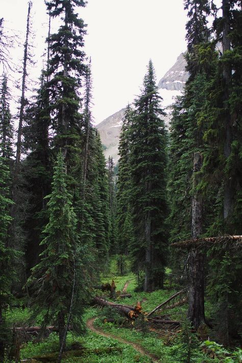 Mountain Alps, Canada Mountains, Canadian Forest, Halloween Wallpaper Iphone Backgrounds, Dark Forest Aesthetic, Road Trip Camping, Yoho National Park, Nature Art Drawings, Forest Path