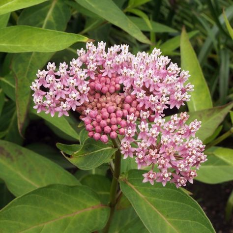 Cinderella Butterfly, Butterfly Milkweed, Asclepias Incarnata, Swamp Milkweed, Asclepias Tuberosa, Deer Resistant Plants, Amaryllis Bulbs, Fall Bulbs, Hummingbird Garden