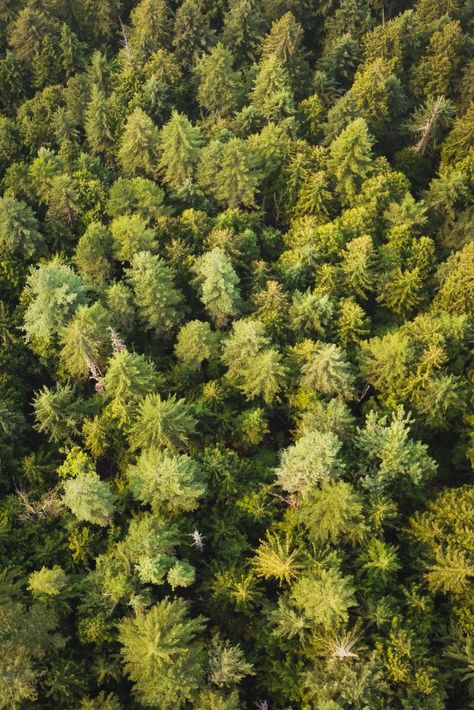 Forest, trees, bird view, drone image Trees From Above, Forest From Above, Evermore Era, Drone Images, Travel Wallpaper, Fir Tree, Bc Canada, Good Vibes, Trees