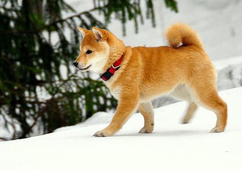 Walking the Snow by Terje Håheim (thaheim), via Flickr Puppy Walking, Japanese Dog Breeds, Cats Food, Shiba Puppy, Dog Breeds List, Japanese Dogs, Akita Dog, Shiba Inu Dog, Chiba