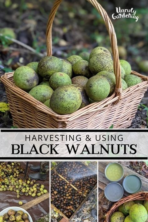 Harvesting & Drying Black Walnuts (+hull & leaf uses!) - Unruly Gardening Harvesting Walnuts How To, Black Walnut Foraging, Black Walnut Ink How To Make, Black Walnut Hull Uses, Black Walnuts Uses, Black Walnut Salve, Homestead Projects, Juglans Nigra, Gloved Hands