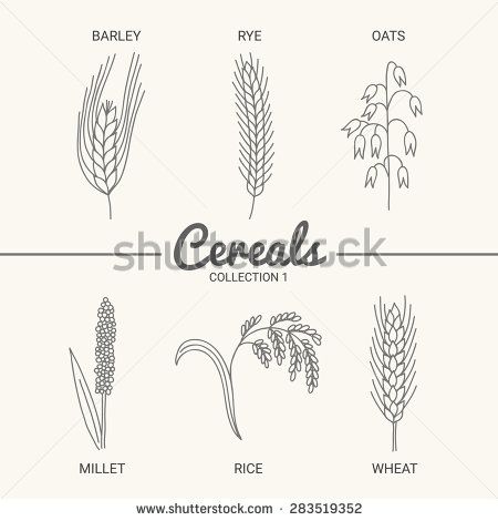 Set of six cereals. Barley, rye, oats, millet, rice and wheat in vintage style. Contour drawing vector illustration - stock vector Wheat Tattoo, Beer Painting, Oat Meal, Typography Drawing, Rice Packaging, Contour Drawing, Drawing Vector, Rice Grain, Cute Fonts