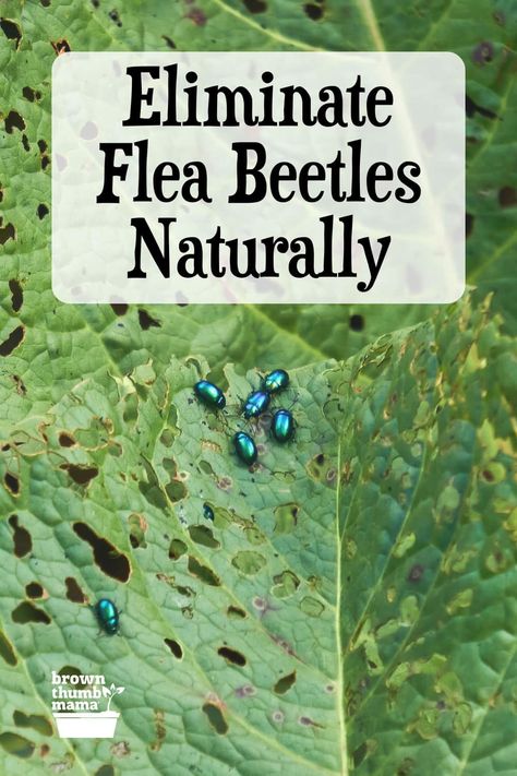 Vegetable leaves that are covered in tiny holes usually means a flea beetle infestation. These insect pests feed on a variety of vegetable plants, causing damage and potentially spreading disease. Here are 8 ways to eliminate flea beetles naturally. Flea Beetles, Organic Gardening Pest Control, Vegetable Harvest, Vegetable Plants, Garden Bugs, Insecticidal Soap, Garden Pest Control, Insect Pest, Organic Vegetable Garden