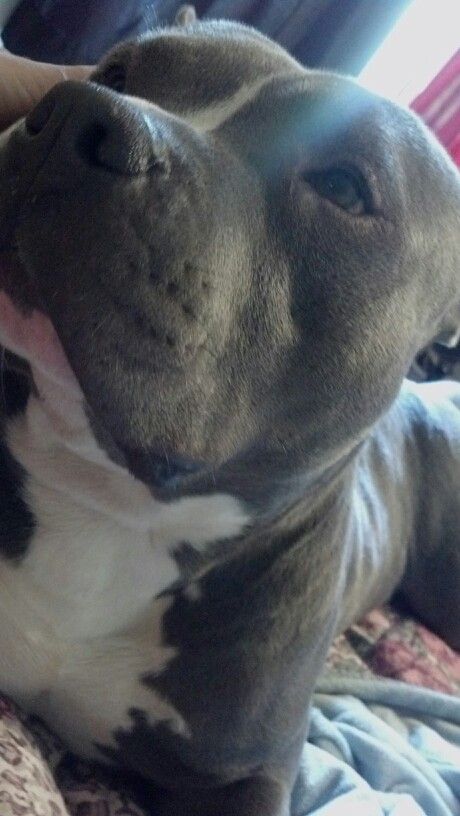 Blue Nosed Pitbull, Pitbull Fake Story, Pit Bull Blue, Sleepy Aesthetic, Pitbull Cute, Sleeping Aesthetic, Blue Nose Pitbull Puppies, Pitbull Blue, Blue Pitbull