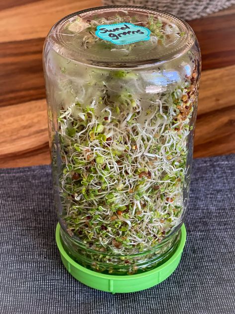 Sweet greens Sandwich With Sprouts, Sprouts In A Jar, Milk Kefir Grains, Clover Seed, Sheep Cheese, Kefir Grains, Broccoli Sprouts, Milk Kefir, Sprouting Seeds