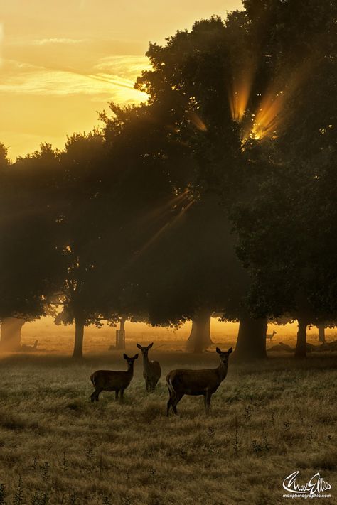 Fotografia First rays de Max Ellis na 500px Richmond Park, London Park, By Max, Pics Art, Beautiful Creatures, Sunrise Sunset, Beautiful World, Wonders Of The World, Mother Nature