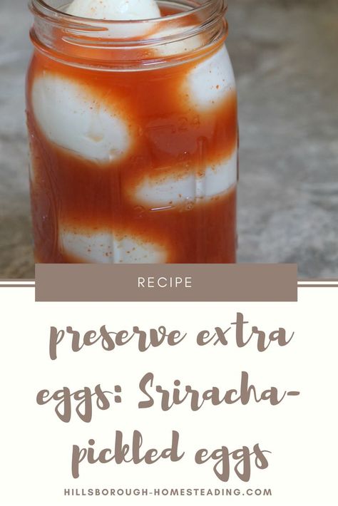 Whether you've got a lot of extra eggs, or are simply looking for something unique and delicious, Sriracha pickled eggs are quick, easy, and incredibly delicious! Sriracha sauce meets apple cider vinegar in an amazing SPICY pickled eggs recipe. | Hillsborough Homesteading Spicy Pickled Eggs Recipe, Frugal Homesteading, Best Pickled Eggs, Spicy Pickled Eggs, Homesteading Hacks, Fermented Recipes, Pickled Eggs Recipe, Pickled Foods, Homestead Recipes