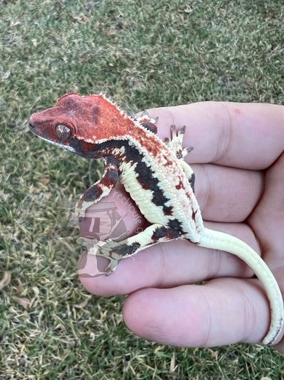 Crested Gecko Terrarium Ideas, Gecko Pet, Crested Gecko Morphs, Gecko Morphs, Gecko Habitat, Gargoyle Gecko, Gecko Terrarium, Crested Geckos, Cute Gecko