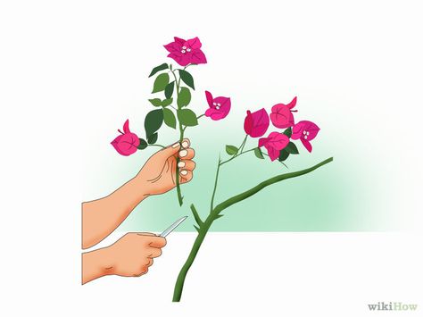 Cómo propagar Bugambilia: 12 pasos (con fotos) - wikiHow Propagate Bougainvillea, Bougainvillea Care, Vegetative Reproduction, Bougainvillea Tree, Plant Cuttings, Propagating Plants, Garden Care, Bougainvillea, Tropical Garden