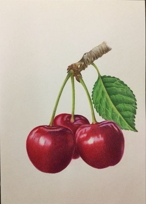 Art Prismacolor, Cherry Drawing, Cherry Art, Prismacolor Art, Fruits Drawing, Boho Art Drawings, Cherry Color, Colored Pencil Artwork, Object Drawing