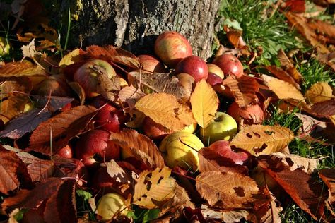 Fall Crops, Wicker Man, New Years Traditions, Autumnal Equinox, Davao, Season Of The Witch, Seasonal Garden, Beltane, Autumn Garden