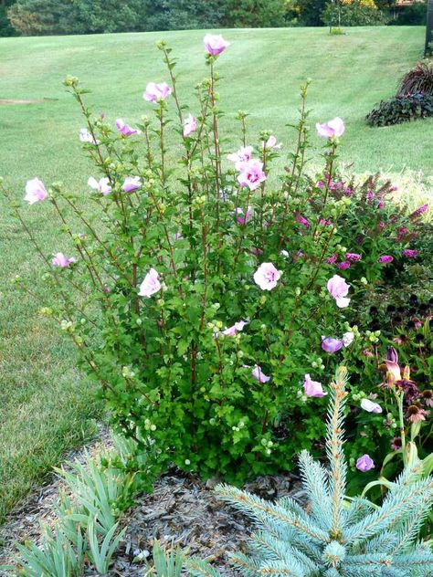 Rose Of Sharon Blue Chiffon, Rose Of Sharon Landscape Ideas, Rose Of Sharon Tree, Rose Of Sharon Bush, Prime Rose, Rose Hedge, Pruning Plants, Landscaping With Roses, Low Maintenance Shrubs