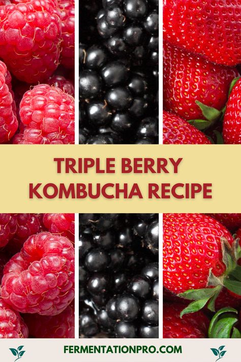 The trio of blackberry, raspberry, and strawberry in this triple berry Kombucha recipe adds an easy boost to Kombucha’s flavor and health benefits. It is a refreshing treat that offers a balance of sweetness and tartness with a little fizz. It is also not hard to choke down, making it one of the most beginner-friendly Kombucha flavors to try. Once you try this recipe, triple-berry Kombucha is definitely going to be your next summer staple. Kombucha Brewing, Kombucha Drink, Kombucha Flavors, How To Freeze Blackberries, Kiwi Juice, How To Brew Kombucha, Kombucha Recipe, Kombucha Tea, Fermented Drink