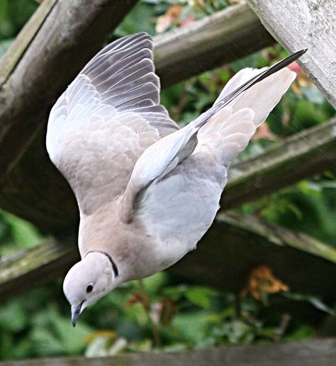 Dove Reference, Brown Pigeon, Collared Dove, Bird Anatomy, Horse Poses, Animal Studies, Dove Pigeon, British Garden, Dove Bird