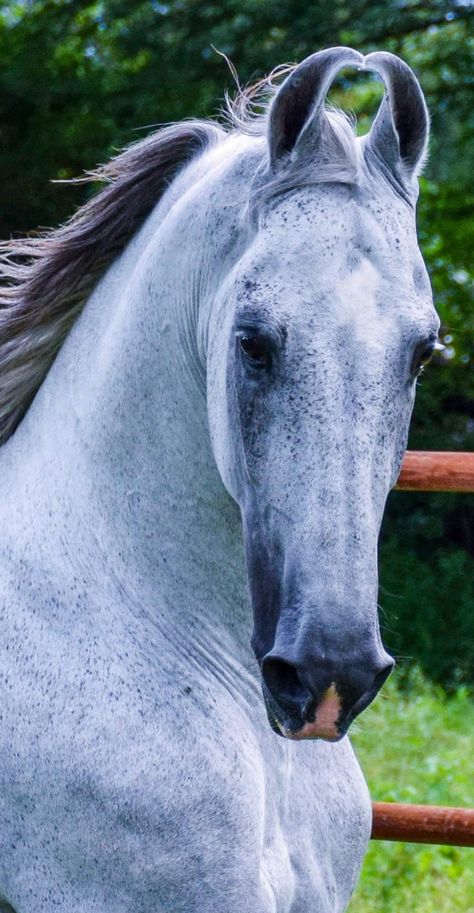 Dapple Grey Horse Aesthetic, Marwari Horse Aesthetic, Horse Marwari, Fleabitten Grey Horse, Horse Pens, Marwari Horses Photography, Brown Horse With White Mane, Marwari Horses, Beautiful Horse Pictures