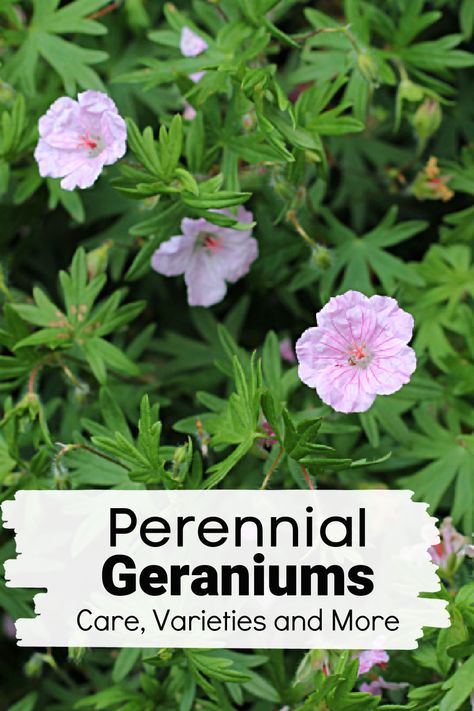 Hardy geraniums aka Cranebill are among my top favorite perennial garden plants to grow. See more about this gorgeous easy to grow flower you just may become obsessed with. Geranium Care, Blooms All Summer, Wild Geranium, Hardy Geranium, Perennial Flower, Plants To Grow, Gardening 101, Garden Crafts Diy, Garden Tours