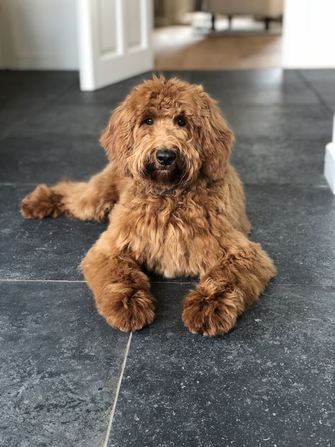 Medium labradoodle ❤️ Medium Labradoodle, Labradoodle Medium, Labradoodle Haircut Style, Labradoodle Haircut, Australian Labradoodle, Haircut Style, Black Chocolate, Boxer Mix, Dog List