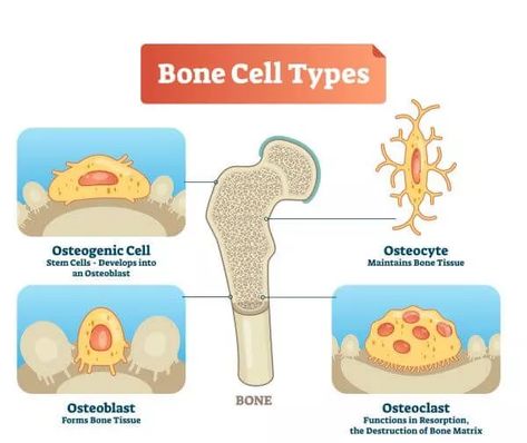 Bone Cells | Biology Dictionary Bone Cells, Cancellous Bone, Hesi A2, Bone Tissue, Human Skeletal System, Cell Diagram, Types Of Bones, Nclex Review, Anatomy Bones