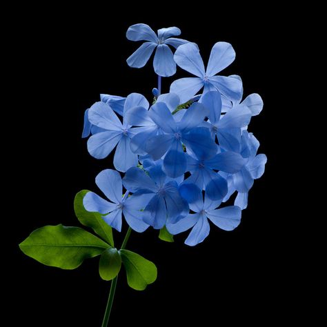 Plumbago auriculata - Cape Leadwort Plumbago Auriculata, Shade Gardens, Blue Cape, Shade Garden, Free Wallpaper, Blue Flower, Book Photography, Apothecary, Nature Beauty