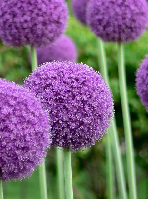 Allium Giganteum, Allium Flowers, Bulbous Plants, Photos Flowers, Human Art, Back Garden, Flower Photos, Front Garden, Outdoor Plants