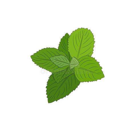 Mint plant. Mint vector illustration. White background. Hand drawing mint plant #Sponsored , #sponsored, #sponsored, #vector, #Mint, #drawing, #illustration Mint Cartoon, Mint Drawing, Mint Illustration, Biology Project, Health Notes, Mint Plant, Mint Aesthetic, Biology Projects, Minted Art