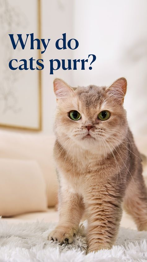 In this PetMD article, we explore the very distinct and iconic sound associated with our domestic cats – the purr. But why do cats purr? Why Do Cats Purr, Purring Cat, Cat Parents, Cat Purr, Interesting Animals, Cat Parenting, Cat Facts, Domestic Cat, Fun Facts