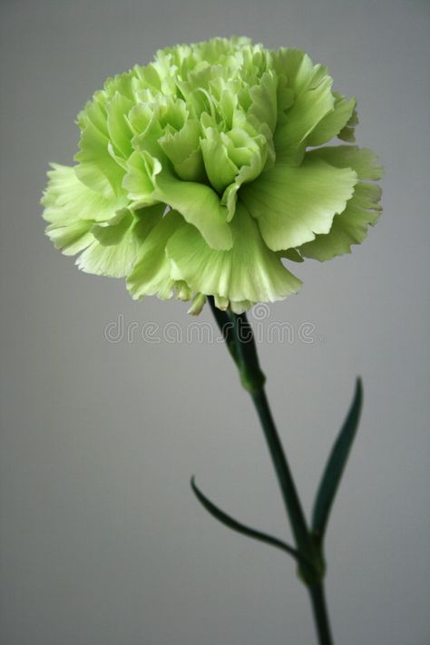 Carnation Flower Colors, Green Carnation Tattoo, Green Carnation Flower, Dianthus Perennial, Green Carnation, Flora Flowers, Carnation Flower, Bramble, Green Flower