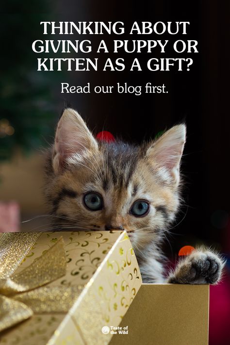 Surprise Puppy Ideas, Puppy For Christmas Surprise, How To Care For A Kitten, Bringing Home A New Kitten, How To Take Care Of A Kitten, Tips For New Kitten Owners, Mastiff Puppies, Pet Dander, Puppy Mills