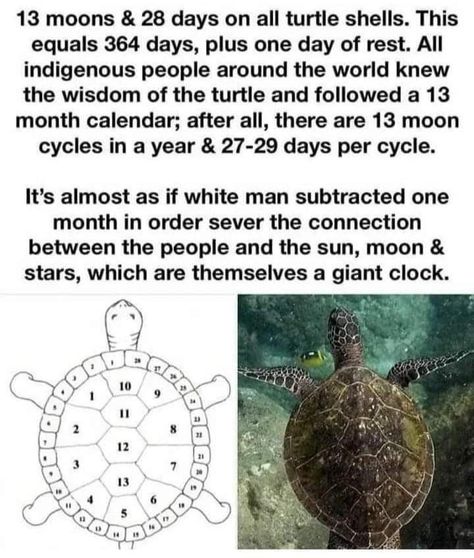 13 moons & 28 days on all turtle shells. This equals 364 days, plus one day of rest. All indigenous people around the world knew the wisdom of the turtle and followed a 13 month calendar; after all, there are 13 moon cycles in a year & 27-29 days per cycle.

It's almost as if white man subtracted one month in order sever the connection between the people and the sun, moon & stars, which are themselves a giant clock. Giant Clock, Native American Legends, 29 Days, Animal Spirit Guides, Moon Calendar, Moon Cycles, Turtle Shell, Rest Days, Moon Lovers