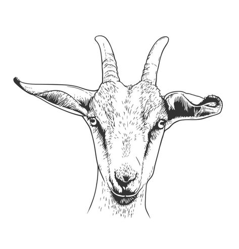 Goat head portrait hand-drawn vector line art illustration Billy Goat Tattoo, Goat Head Drawing, Goat Head Tattoo, Goat Face, Svg Animals, Happy Goat, Vector Line Art, Goat Head, Goat Art